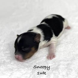 Snoopy - Parti male Yorkshire Terrier puppy in Waldorf, Maryland from Luv My Yorkies, LLC