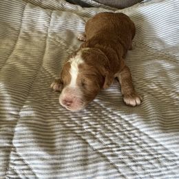 Blaze - Parti male Poodle puppy in Gilbert, Arizona from Desert Oasis Kennels