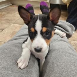 Tri female - Tri-color female Basenji puppy in Shelby County, Alabama from Flutesong Basenjis II
