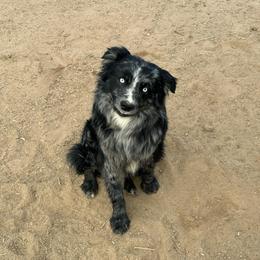 Marlo - Blue merle male Miniature American Shepherd puppy in Bayard, Nebraska from Puppies by Alies