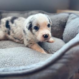 Romeo - Blue merle male Australian Shepherd puppy in Williston, Florida from Over The Rainbow Aussies