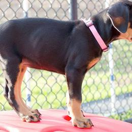 Doberman Pinschers from Mikadobe Dobermans
