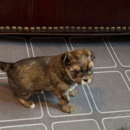 Male Sable Yorkie - Tan male Yorkshire Terrier puppy in Des Moines, Iowa from Diamond Yorkshire Terriers