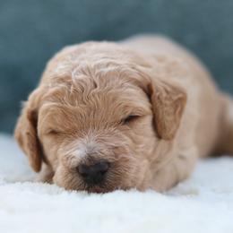 Charlie - Apricot male Goldendoodle puppy in Cherry Creek, New York from Doodles Pups of NY