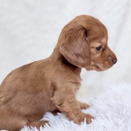 Tiny Abby longhair - Red female Dachshund puppy in Richmond, Virginia from Irresistible Dachshunds & Cavaliers