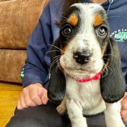 Pink Collar Female - Black brown and white female Basset Hound puppy in Lindley, New York from Hill Top Basset Hounds & Cane Corso