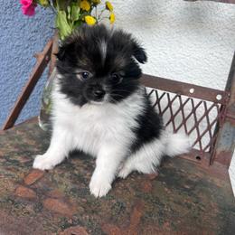 Piper - Black parti female Pomeranian puppy in Costa Mesa, California from Wheresmil0