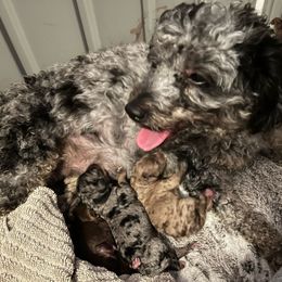 Bernedoodle puppies from Pear Tree Poodles & Doodles