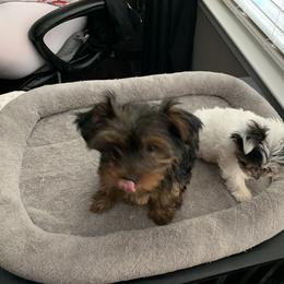Yorkshire Terrier Puppies from Missy Lu Lap Puppies