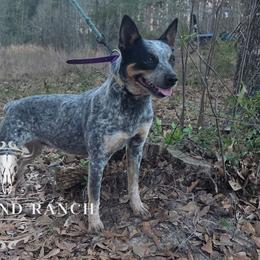 Gypsy - CKC - Australian Cattle Dog