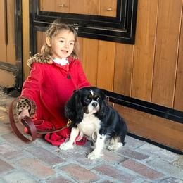 Georgiana - Tri-color female Cavalier King Charles Spaniel puppy in Jones Crossroads, South Carolina from Renaissance Rose Cavaliers
