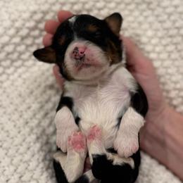 Fudge - Tri-color male Bernedoodle puppy in Modesto, California from Central Valley Canine Companions