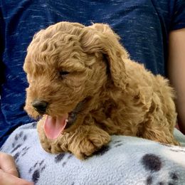 Goldendoodle Puppies from Fort Worth Goldendoodles