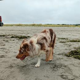 Bobby - Red merle male Australian Shepherd puppy in Sultan, Washington from Van Huitt Australian Shepherds