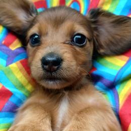 Layla - Dapple female Dachshund puppy in Birmingham, Alabama from Mini Doxies Love
