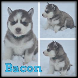 Bacon - Red and white male Siberian Husky puppy in Wheeler, Michigan from Haase Family Kennels