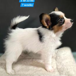 L3A We Don't Talk About Bruno - White black and tan male Papillon puppy in Davenport, Washington from Lovely Ladies and Little Asses Miniature Equines (L3A Pomeranians & Papillons)