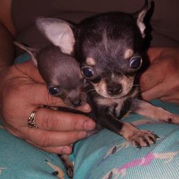 Chihuahua Puppies from Chilove Chihuahuas