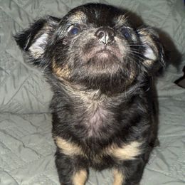 Lilo - Black and tan female Chihuahua puppy in Starkville, Mississippi from Kimberly’s Heavenly Puppies