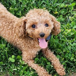 Nandi (Toy Poodle) - Poodle