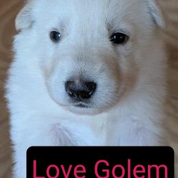 Girl 2 - German Shepherd puppy in Tonopah, Nevada from Mercy's White Shepherds