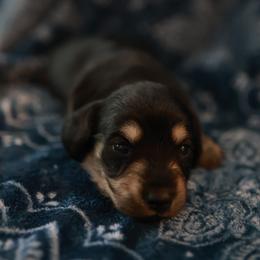 Susie - Black and cream female Dachshund puppy in Indiantown, Florida from Turquoise River Minature Dachshunds