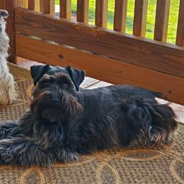 Lotti - Miniature Schnauzer