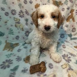 Willy (Brown Collar) - Parti male Goldendoodle puppy in Valley Center, Kansas from The Goldendoodle Gal
