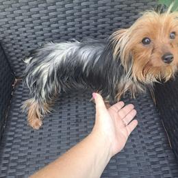 Yorkshire Terrier puppies from Lynn's Yorkshire Terriers