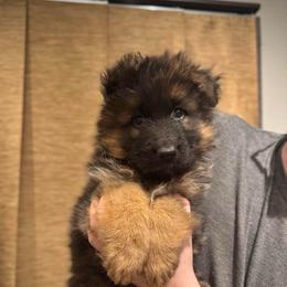 Mr Orange - Black and red male German Shepherd puppy in Lawton, Michigan from Free Indeed Shepherds