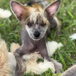 Digit - AKC - Black male Chinese Crested puppy in Rockwall (Dallas Area), Texas from Ridgelake Ranch Chinese Cresteds