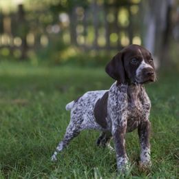 Pepper - Liver and white German Shorthaired Pointer puppy in Honey Brook, Pennsylvania from Windsong Pointers