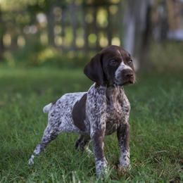Pepper - Liver and white German Shorthaired Pointer puppy in Honey Brook, Pennsylvania from Windsong Pointers