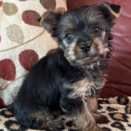 Boy 1 - Chester - Black and tan male Yorkshire Terrier puppy in Rathdrum, Idaho from CDA Heavenly Yorkies