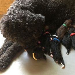 Spanish Water Dogs from The Woolly Dog Ranch