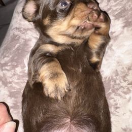 Prancer - Chocolate and cream female Dachshund puppy in Cooper, Texas from Sassy Kat’s Dachshunds