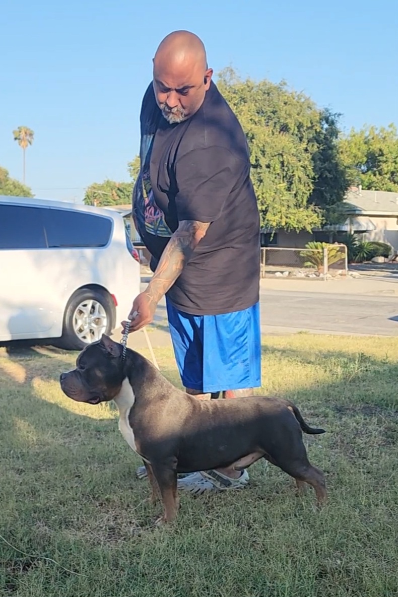 American Bullies from Lunatic Kennels