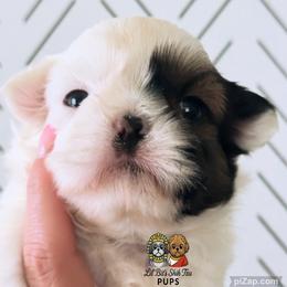 Odie - Sable and white male Shih Tzu puppy in Walkertown, North Carolina from Lil’ Bit’s Shih Tzu