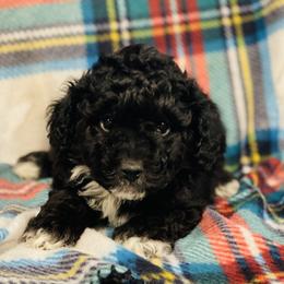 Beau - Black male Poodle puppy in Purdy, Missouri from The Dynasty