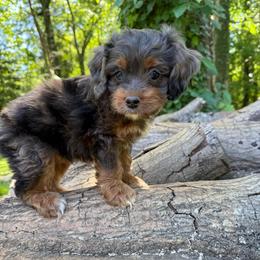 Shiraz - Merle female Cockapoo puppy in Williamston, South Carolina from Sassy Bob’s Dogs