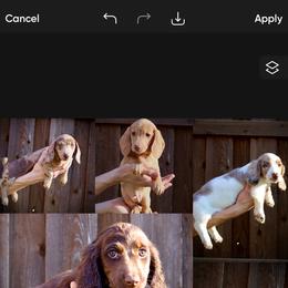 Dachshund Puppies from Doxi Delights AKC Miniature Dachshunds