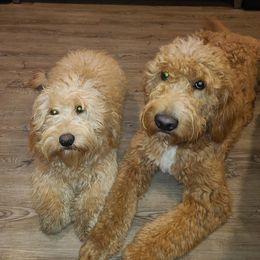Goldendoodles from Nichols family k9s