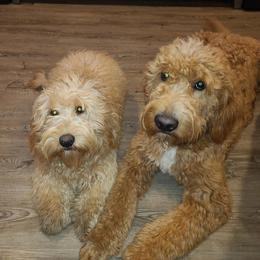 Goldendoodles from Nichols family k9s