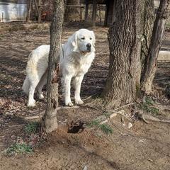 Max - Great Pyrenees