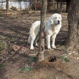 Max - Great Pyrenees