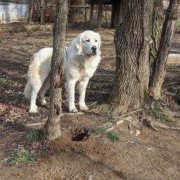 Max - Great Pyrenees