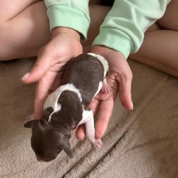 Silver - Liver roan male Brittany puppy in Adairsville, Georgia from Rocking L Farms