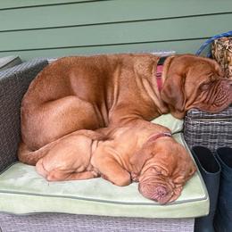 Silver Male - Red male Dogue de Bordeaux puppy in Attelboro, Massachusetts from HOT DIGGITY DDB