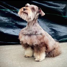 ZZ - Liver female Miniature Schnauzer puppy in Independence, Missouri from Crown Schnauzers KC