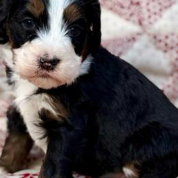 Nancy- White collar girl - Tri-color female Bernedoodle puppy in Colorado Springs, Colorado from Mercy Mountain Bernedoodles